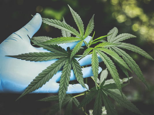 CBD: From Field to Formulation