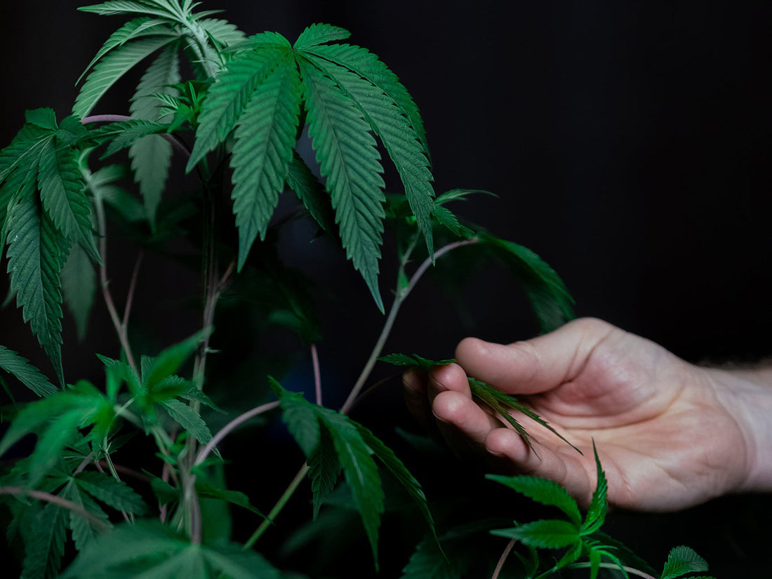 What is the Difference Between CBD and THC?