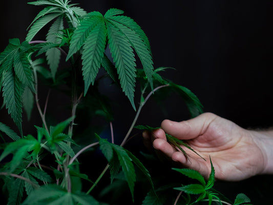 What is the Difference Between CBD and THC?